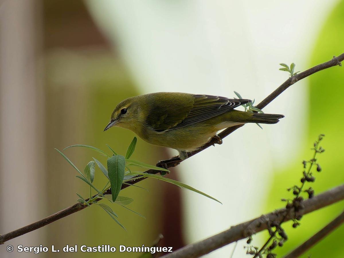 Leiothlypis peregrina (A. Wilson, 1811)