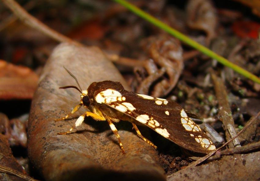 Carathis alayorum Becker, 2011