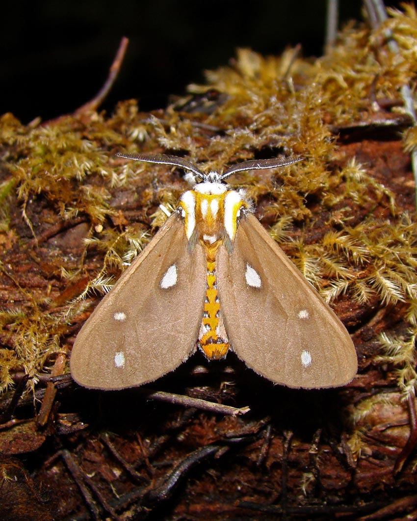 Sthenognatha cinda (Schaus, 1938)