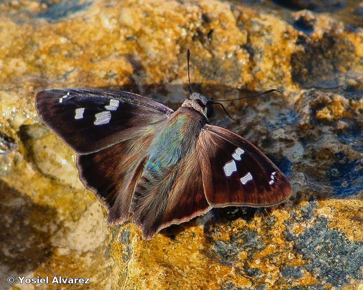 Polygonus histrio (Röber, 1925)