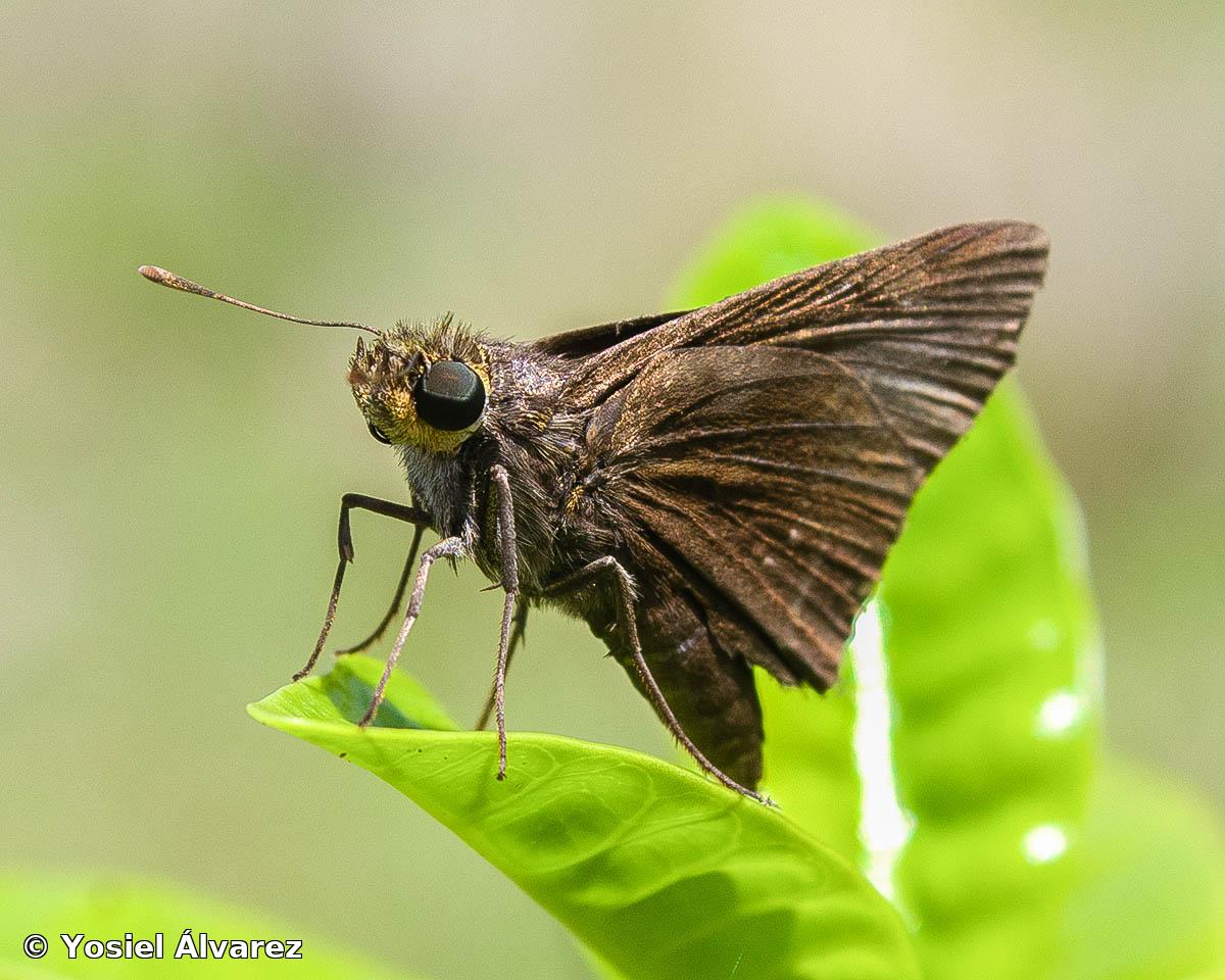 Euphyes cornelius cornelius (Latreille, [1824])