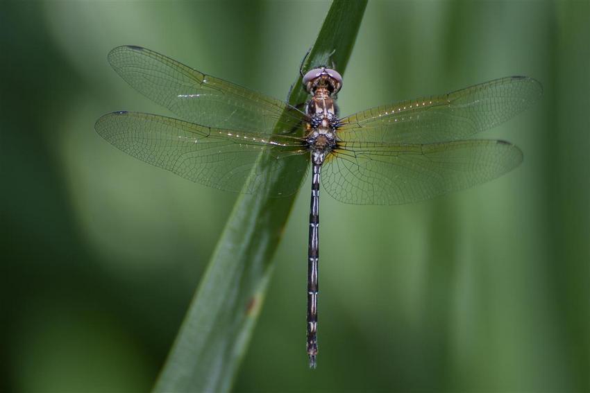 Macrothemis celeno (Selys in Sagra, 1857)